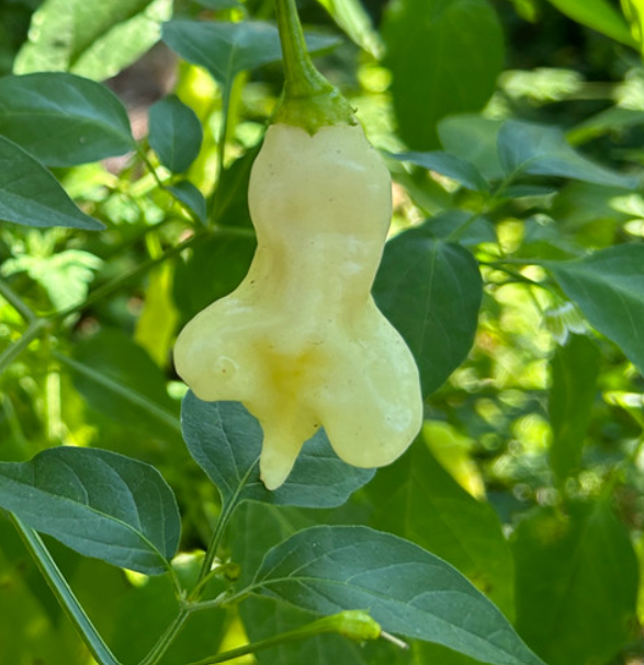 AjiConfusionPepper