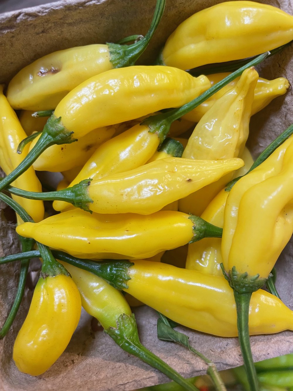 Aji Limo Hot Pepper Gaia Organics