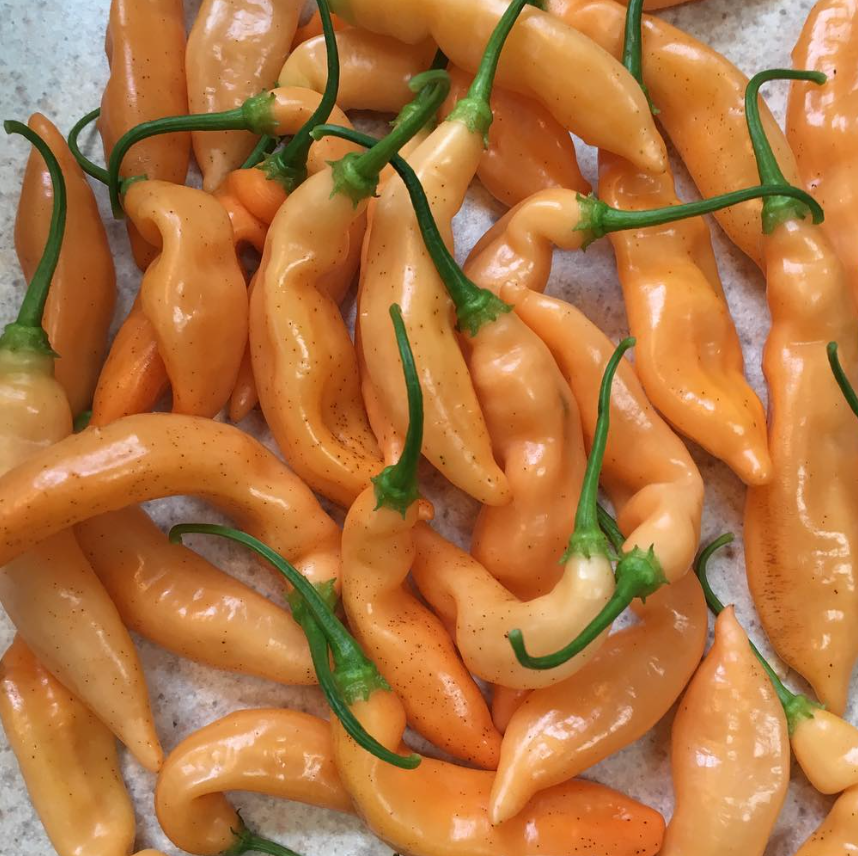 AjiMelocotonHotPepper