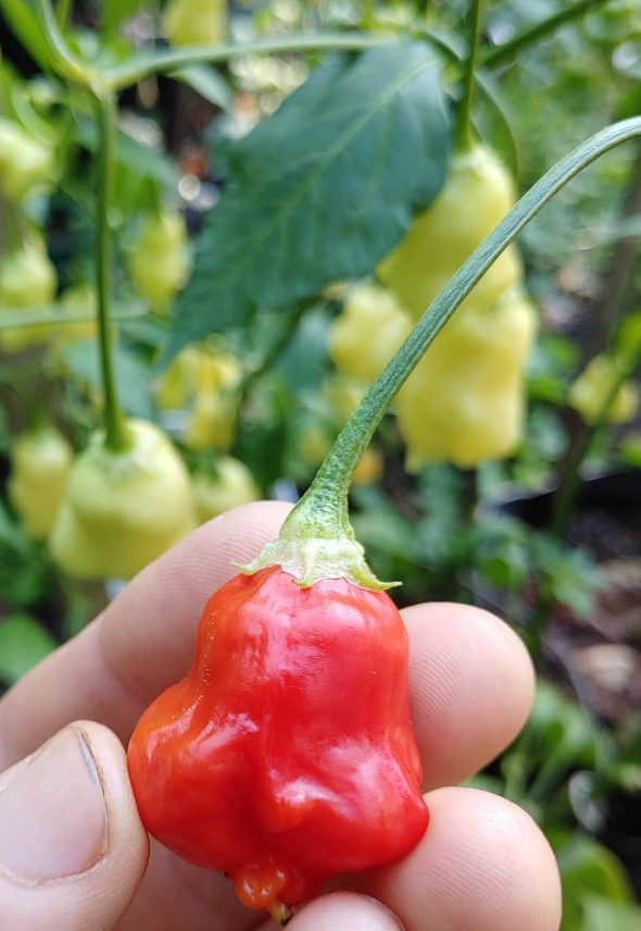 AjiRainforestHotPepper2