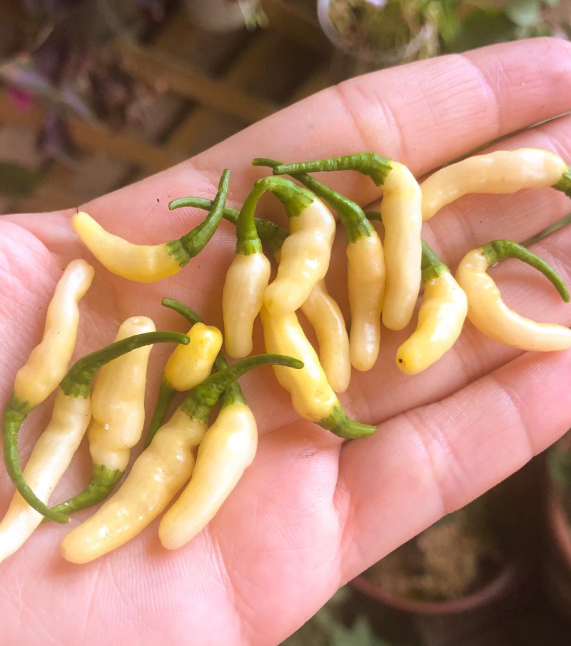 AribibiGusanoHotPepper