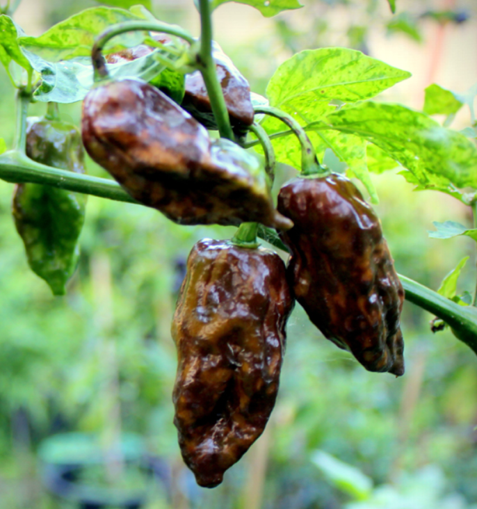 BhutJolokiaChocolateGnarlyHotPepper