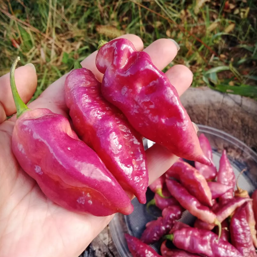BhutJolokiaPurpleGhostHotPepper