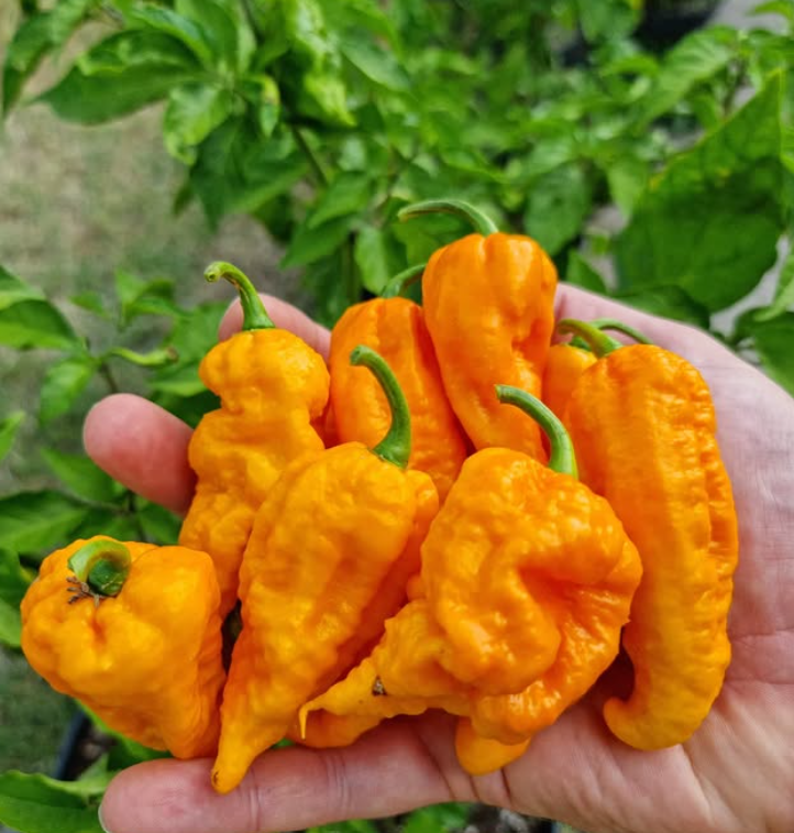 BhutJolokiaYellowHotPepper
