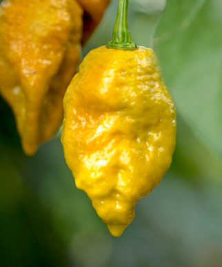 BhutlahYellowHotPepper