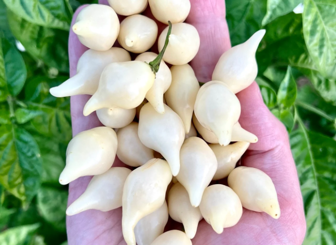 BiquinhoWhiteHotPepper