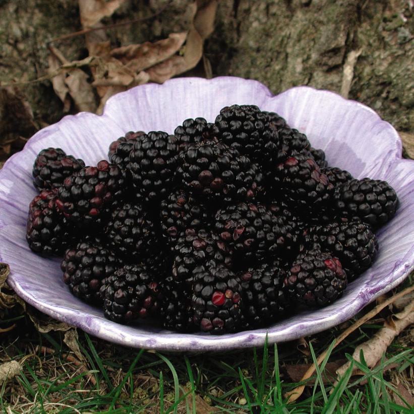 BlackSatinBlackberry