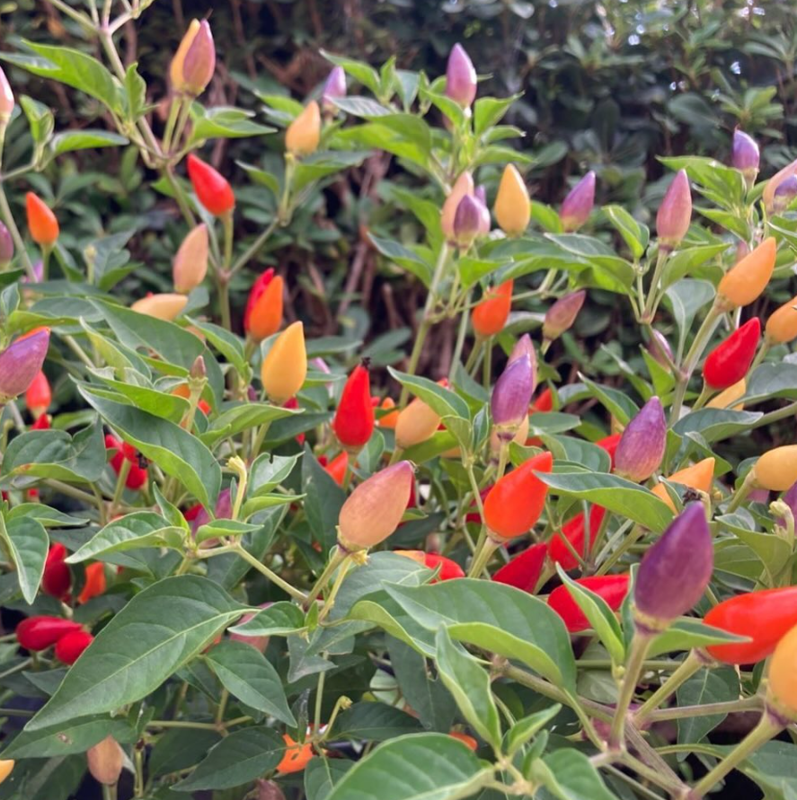 BolivianRainbowHotPepper