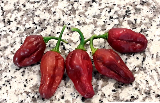 CarboneroBrownHotPepper