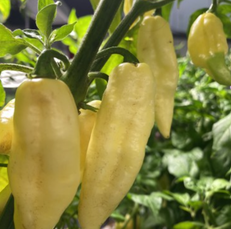 CarboneroWhiteHotPepper