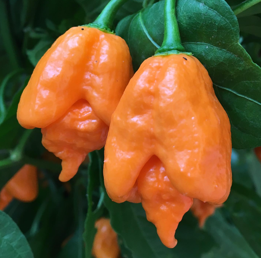 CarolinaReaperOrangeHotPepper