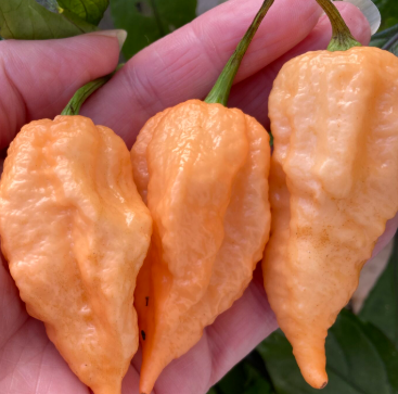 CarolinaReaperPeachHotPepper