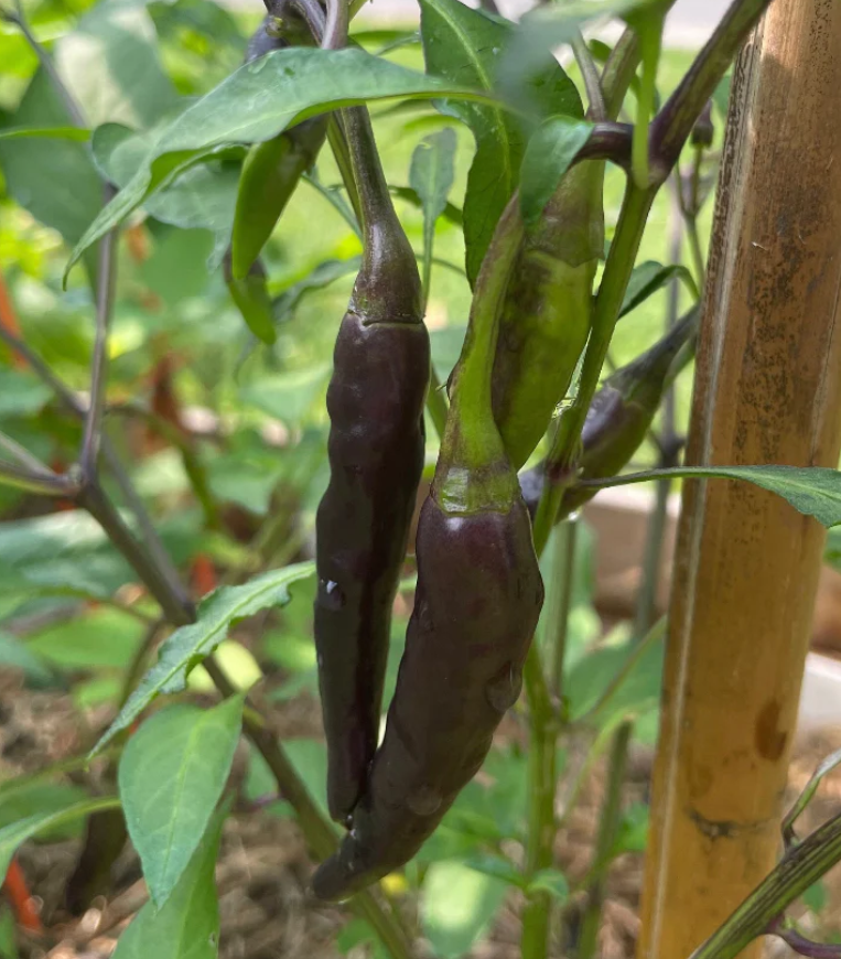 CayenneBlackHotPepper