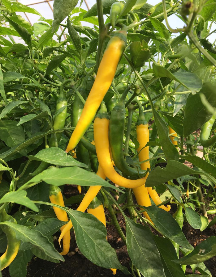 CayenneYellowOrangeHotPepper