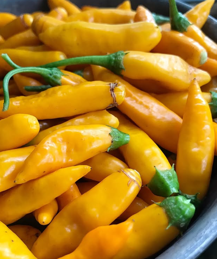 CriollaSellaHotPepper