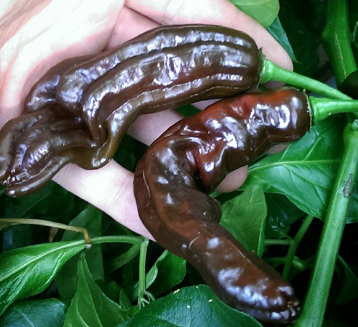 FataliiChocolateHotPepper