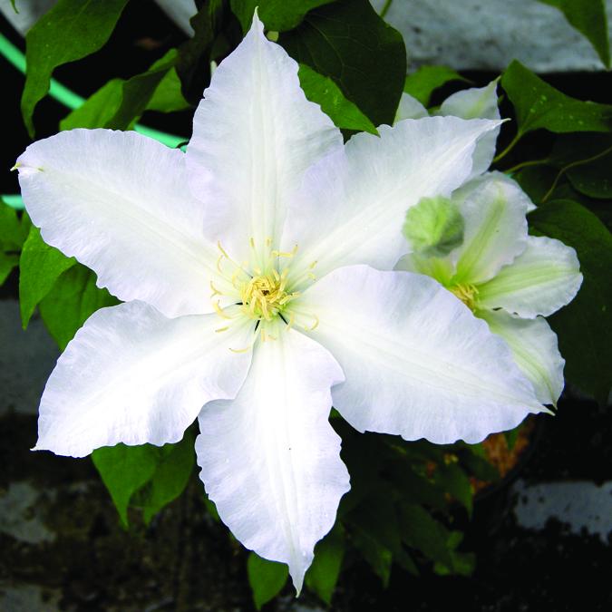 GillianBladesClematis