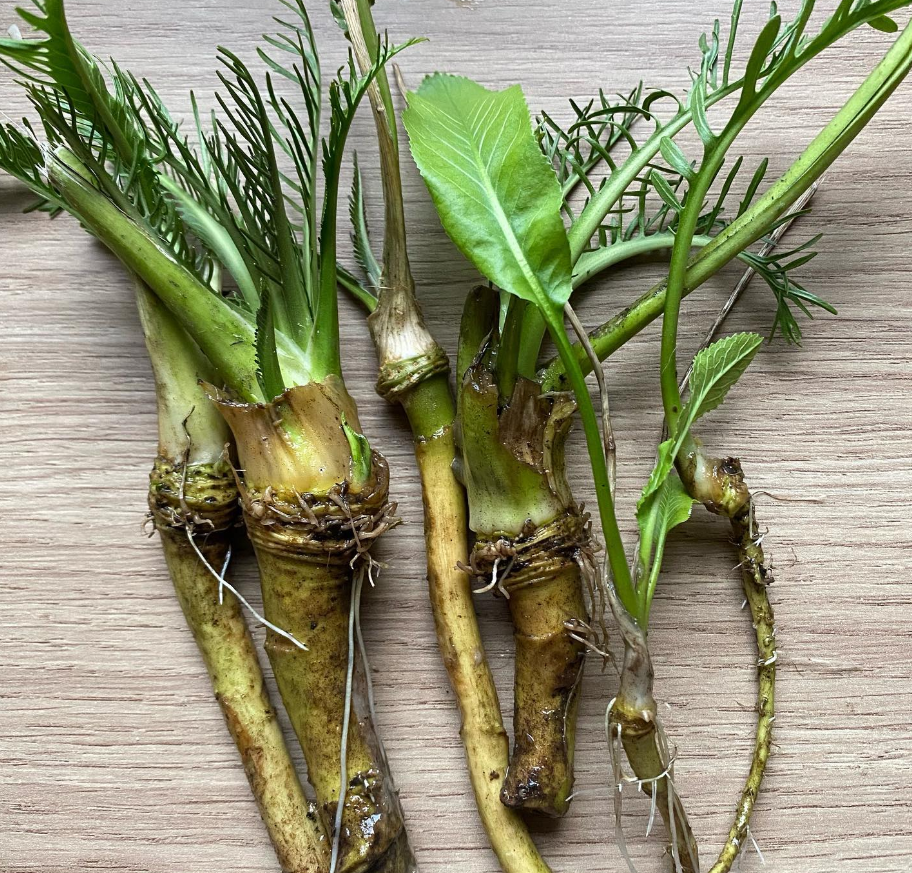Horseradish