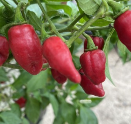 MakoKokooHotPepper