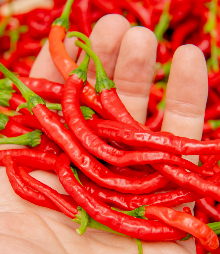 NepalSnakebiteHotPepper