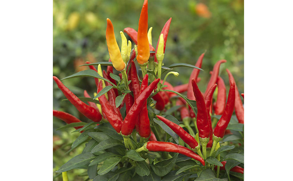 PusaSadabaharHotPepper