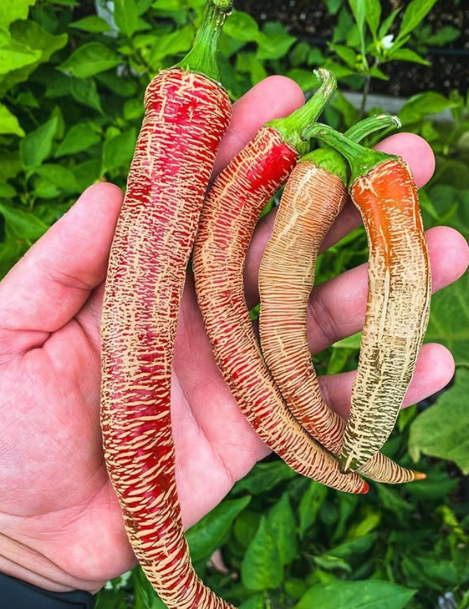 RezhaMacedonianHotPepper