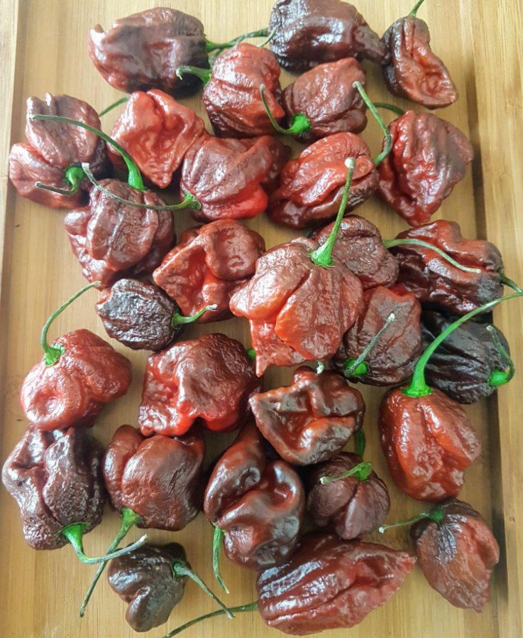 ScorpionChocolateHotPepper