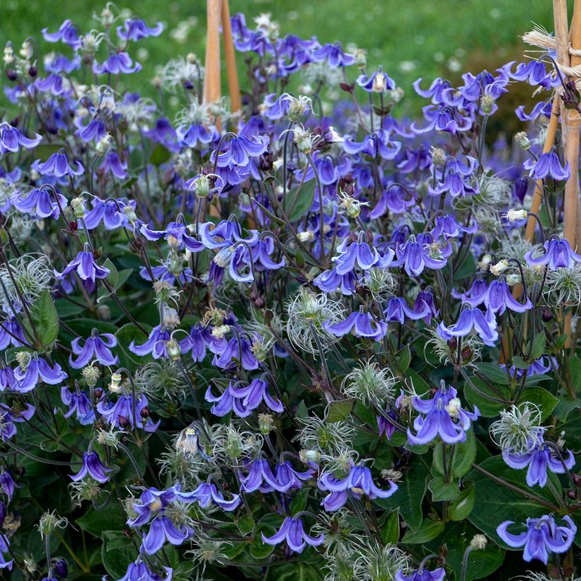 StandbymeClematis