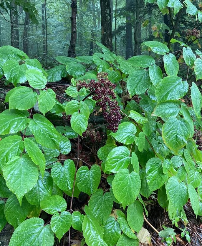 AmericanSpikenard