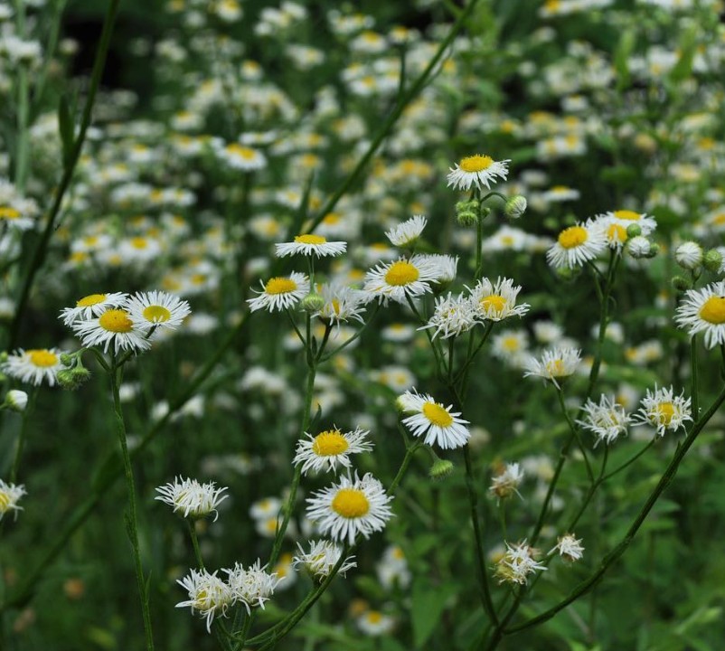 AnnualFleabane