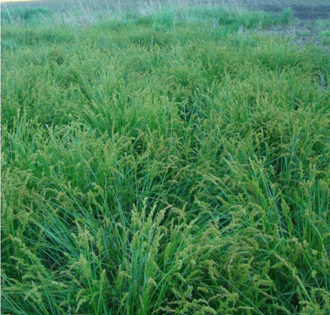AwlFruitedSedge