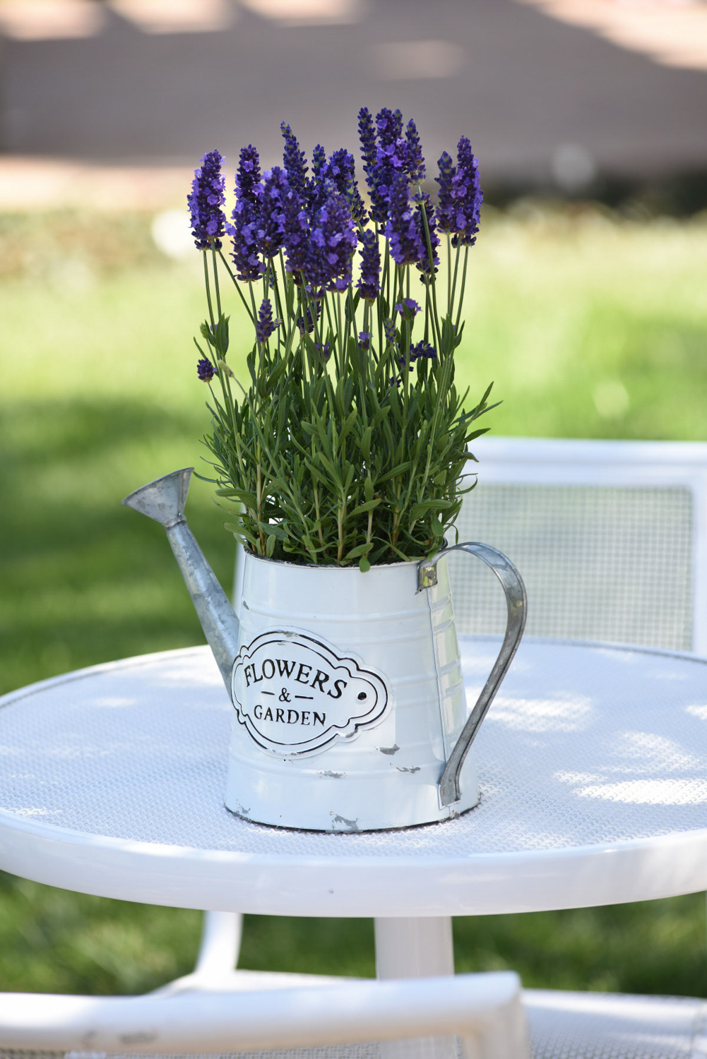Blue Spear Lavender
Color Code: 7676c
PAS Kieft, 2019
Quart Deco pot in Setting , Seed
04.14.18  Santa Paula, Mark Widhalm
BlueSpear01_02.JPG
LAV18-23965.JPG

Additional
