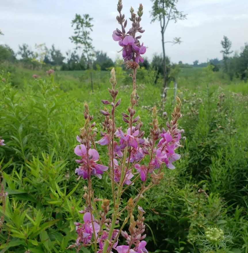 CanadaTickTrefoil