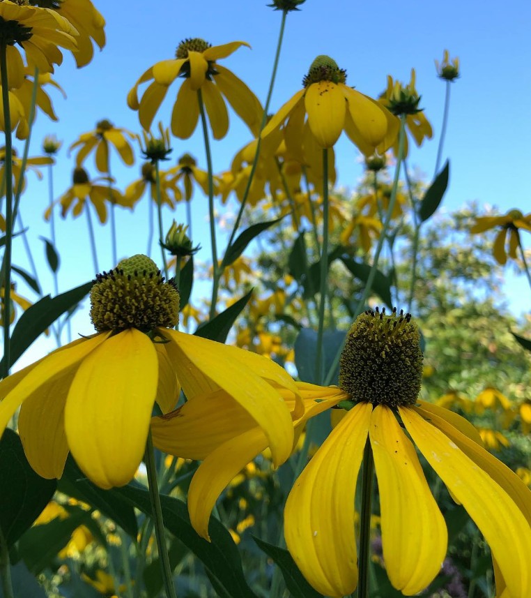 CutLeavedConeflower