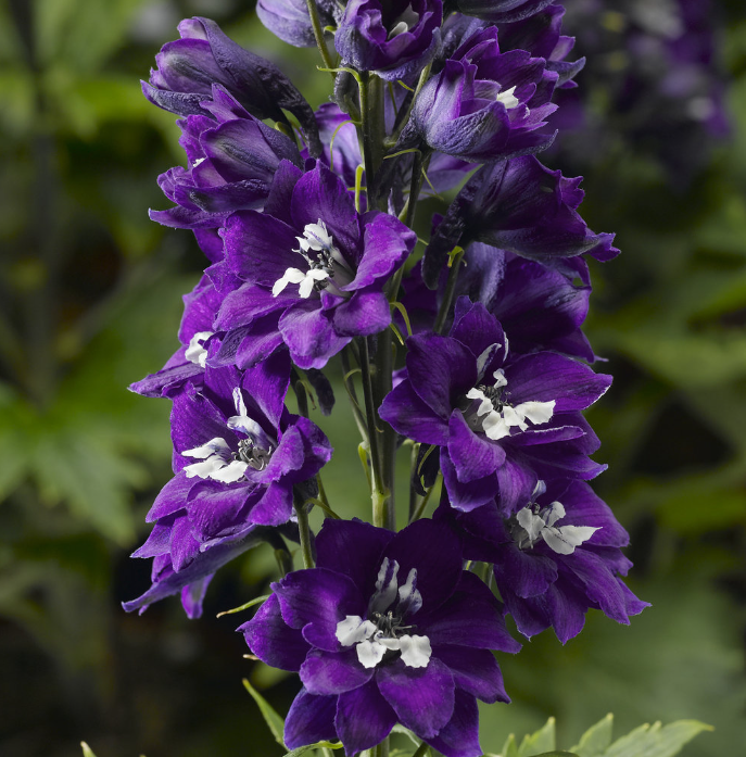 DelphinaDarkBlueWhiteBee