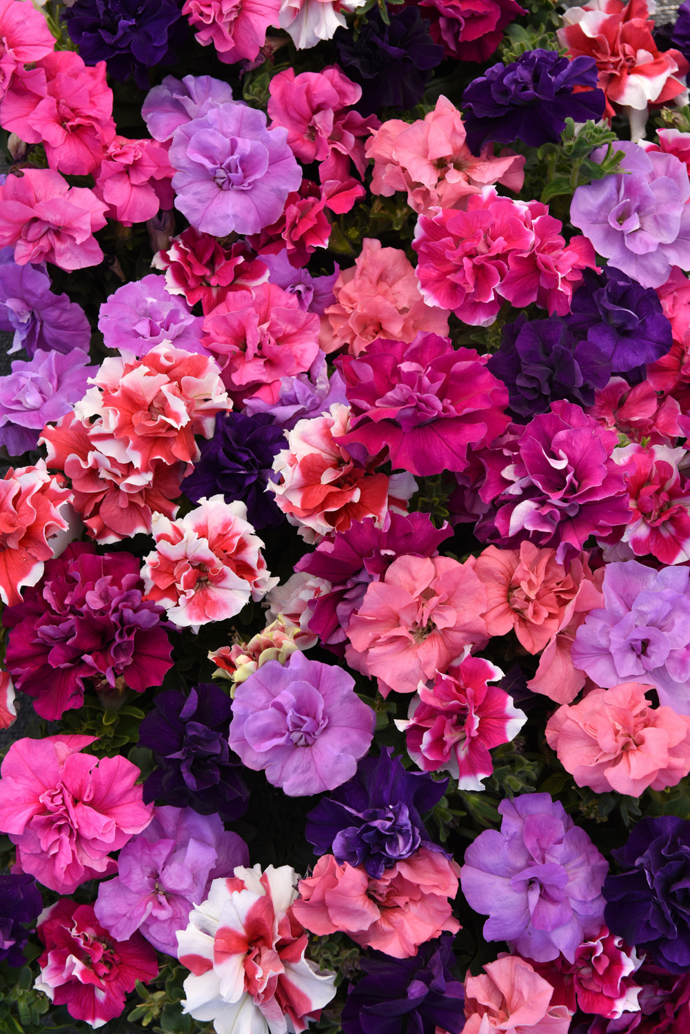 Duo Mix PetuniaColor Code: PAS Kieft Bloom, Seed07.31.17 Santa Paula, Mark WidhalmDuoMix_02.JPGPET17-23473.JPG