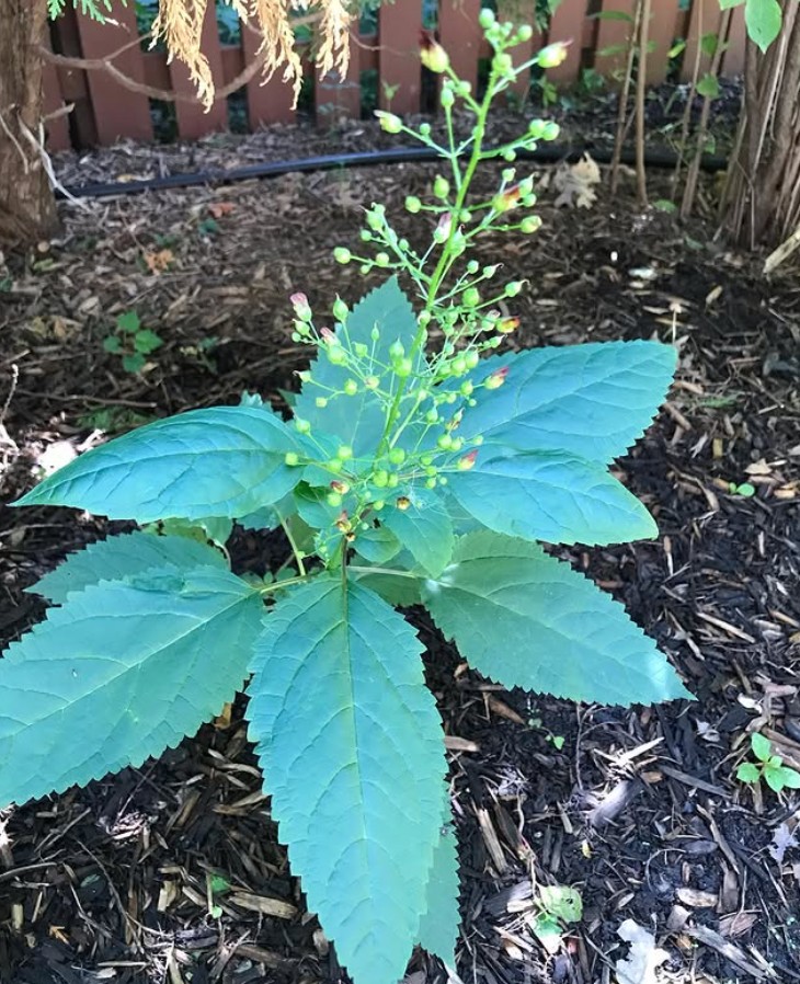 Eastern-carpentersFigwort