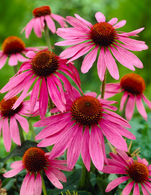 EchinaceaMagnus