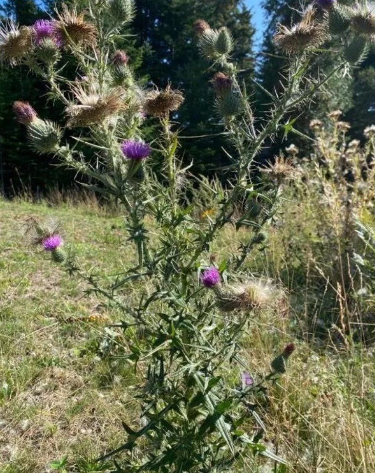 FieldThistle