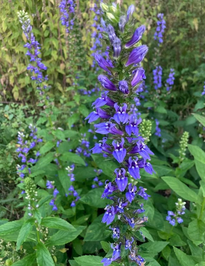 GreatBlueLobelia