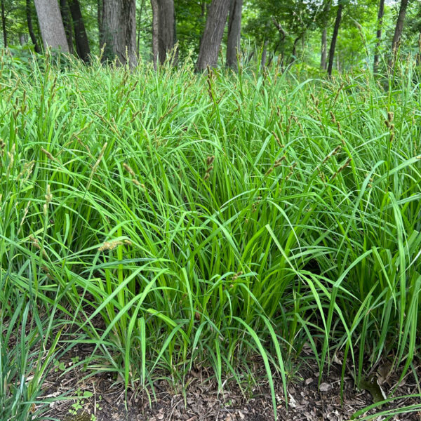 HairyWoodlandBrome