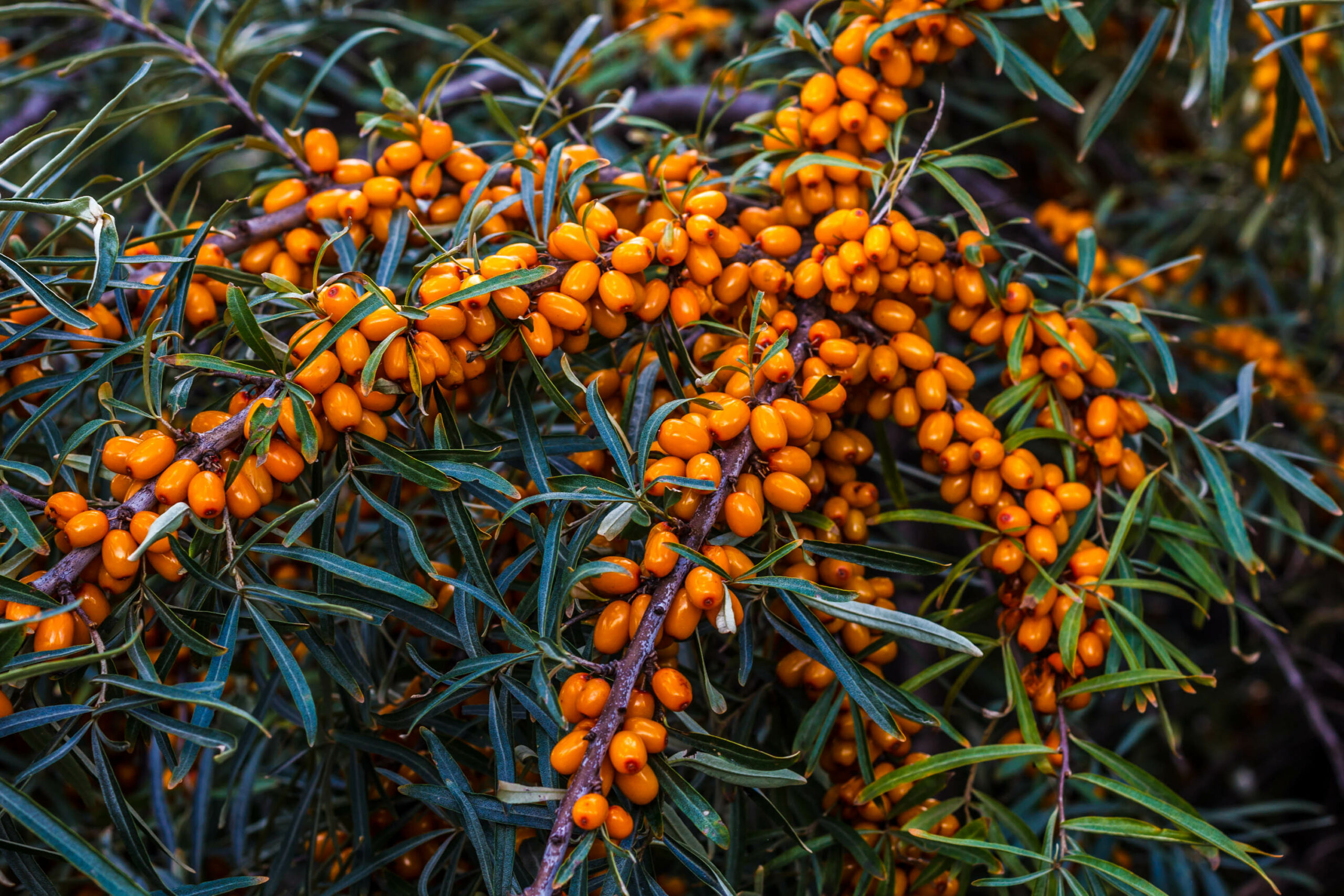 JulietSeaBuckthorn