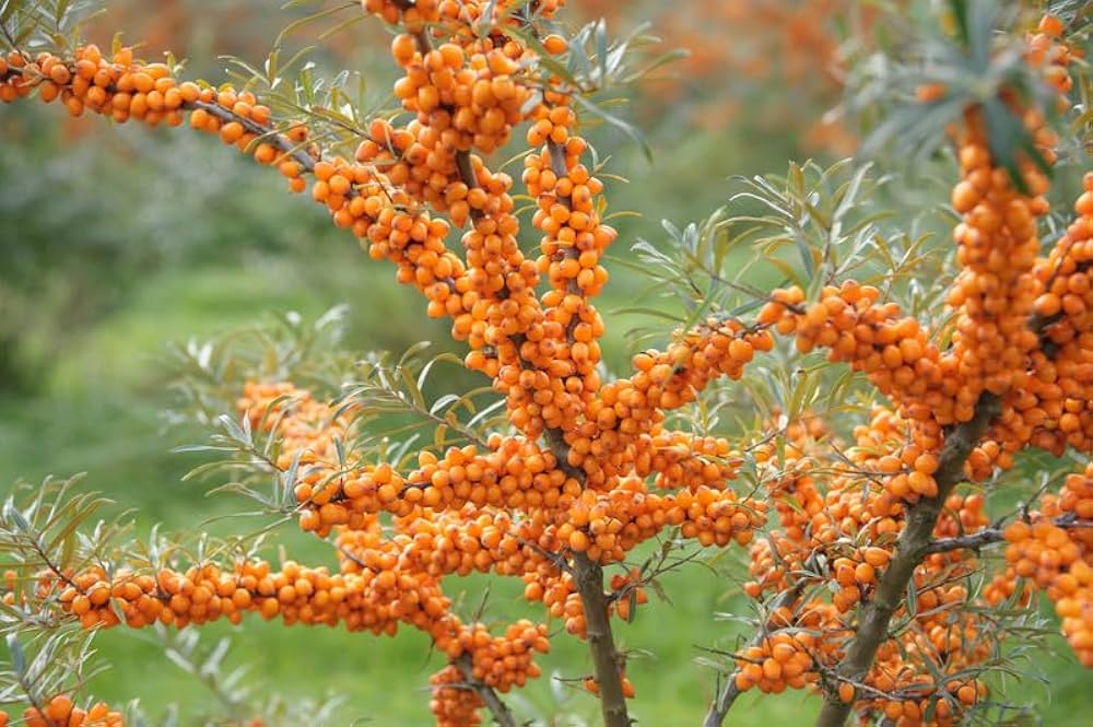 LeikoraSeaBuckthorn