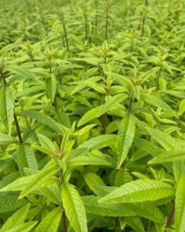 Lemon Verbena Plant