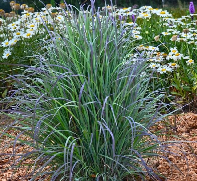LittleBluestemGrass1