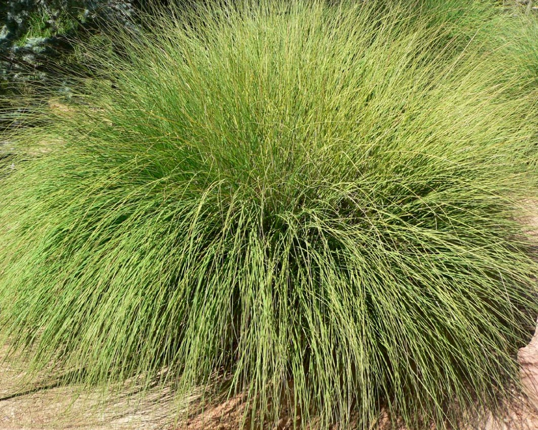 MexicanMuhly