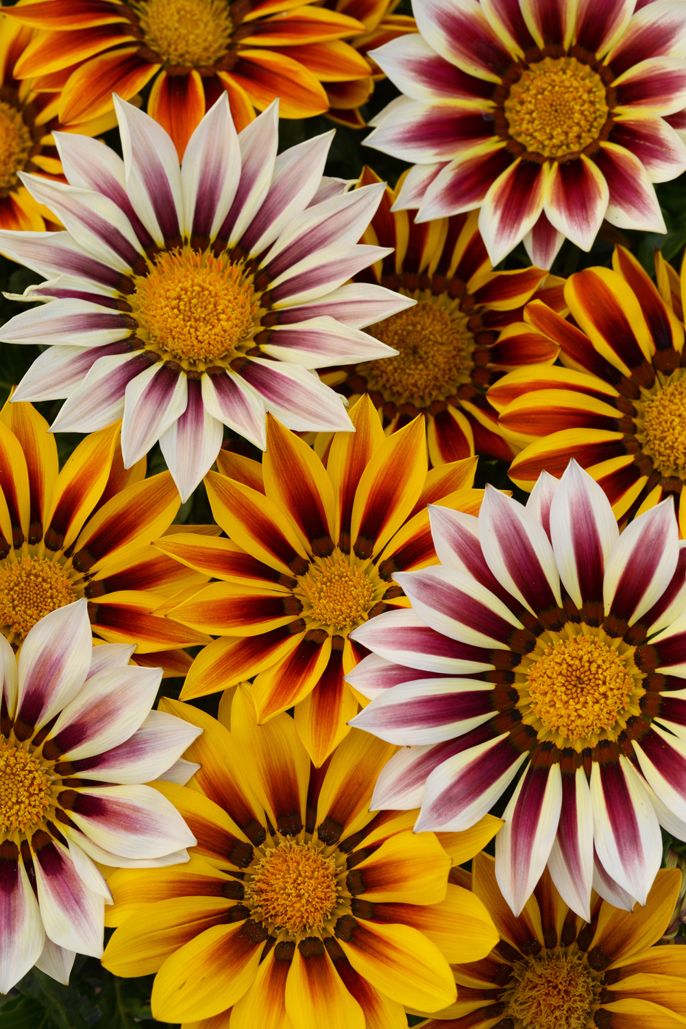 New-Day-Mix-Tiger-Gazania