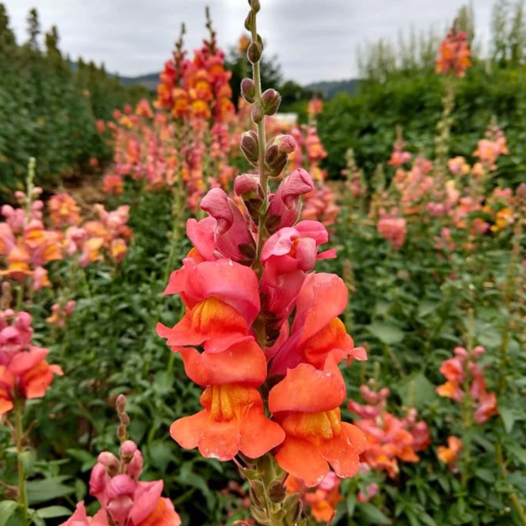 OrangeWonderSnapdragon