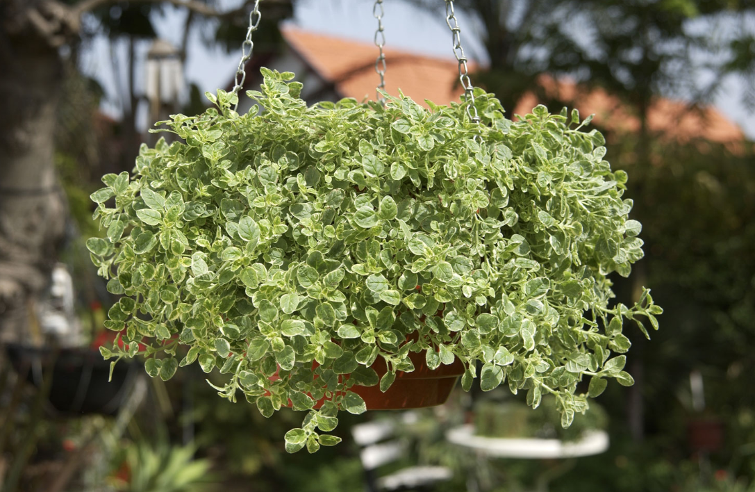 Oregano Variegated