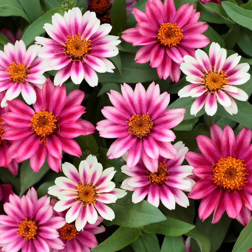 Profusion-Cherry-BicolorZinnia